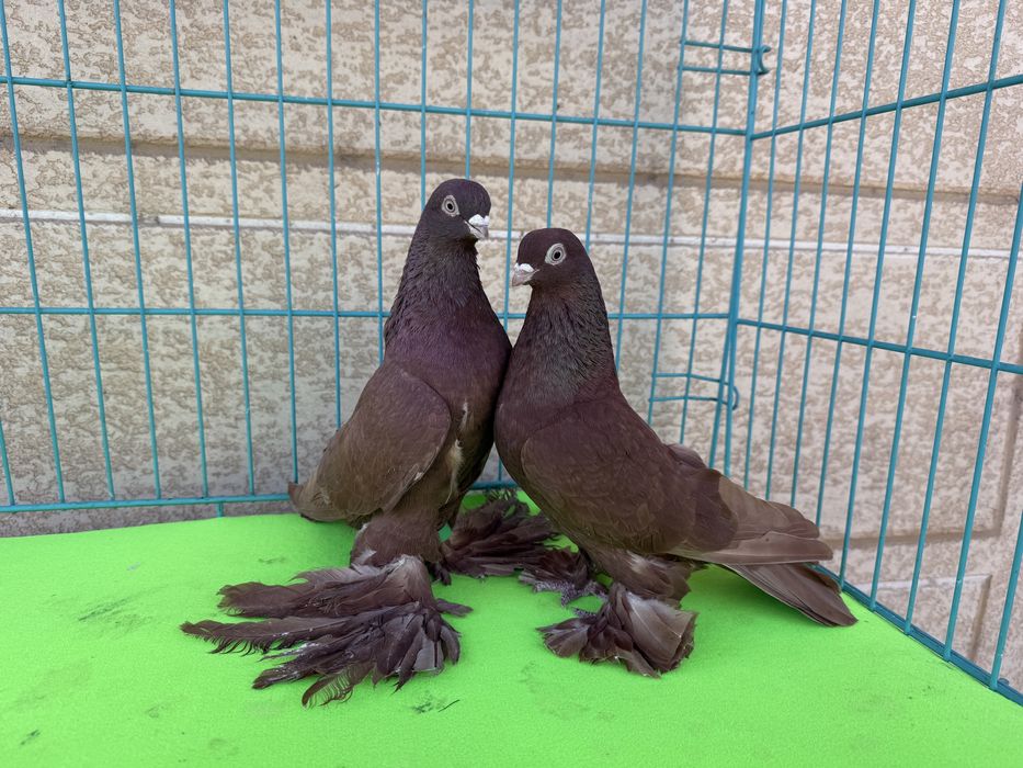 Голуби разных мастей
