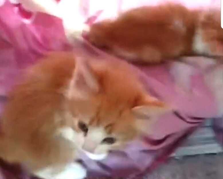 отдаются котята в хорошие руки