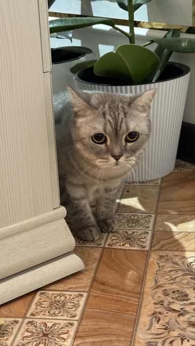 Британская кошка