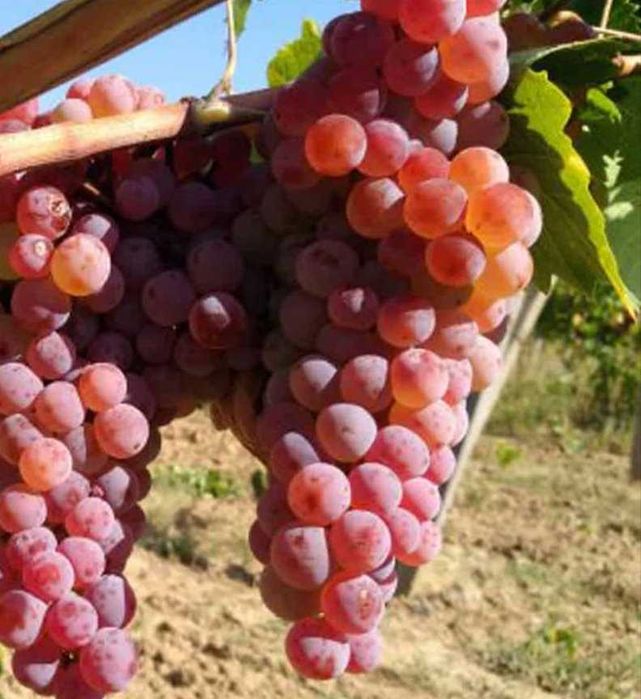 Продавам грозде  Червен Мискет