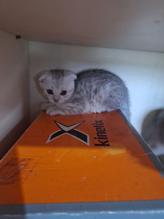 Котята продаётся