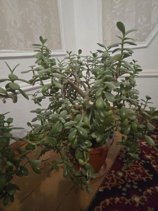 Цветы продаётся 2шт трех лет