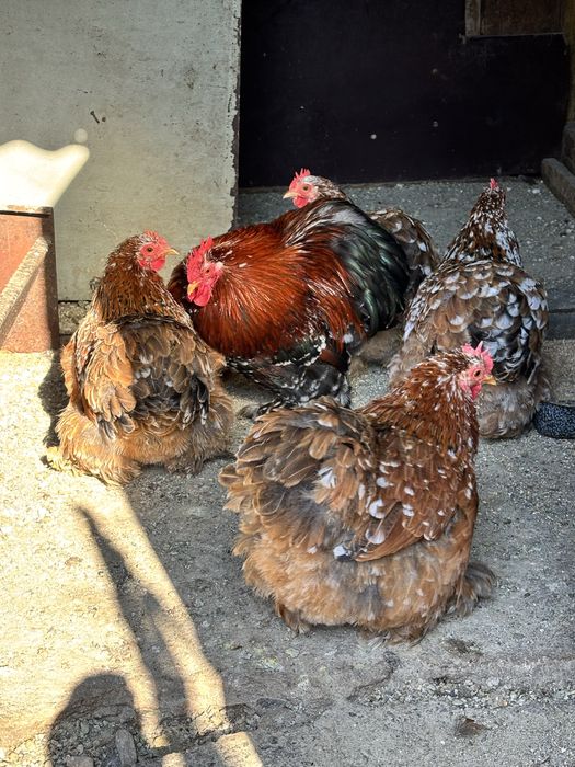 Oua găini cochinchina pitic