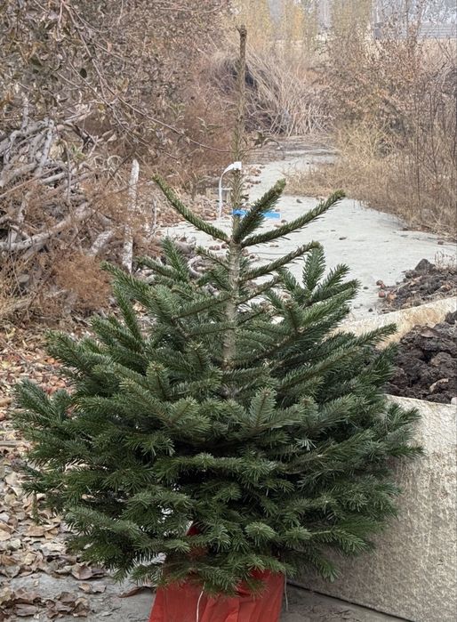 Пихта норманд европадан келтирилган. Бизни иклимга мослашган битта киш