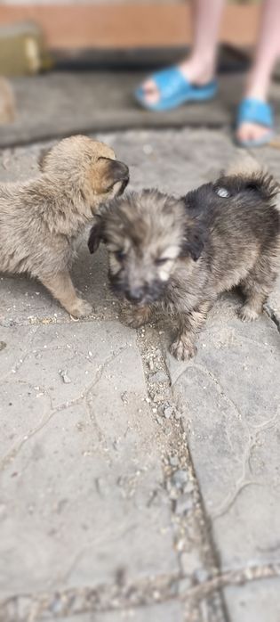 Отдам щенков в добрые руки