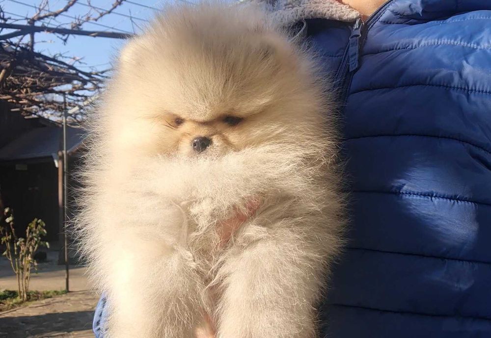 Страхотно момченце померан с родословие FCI