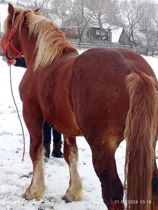 Manz pentru pretentiosi !