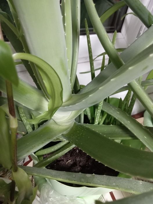 Продам Алоэ Вера