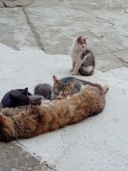Посарявам малки котета