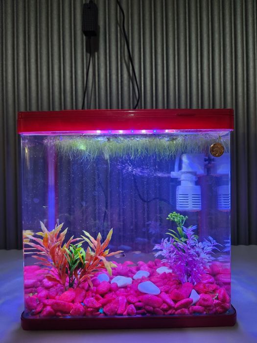 Xitoy akvarium 12l