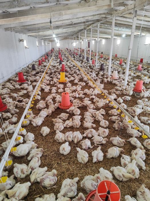 Broller boqiladigan tovuqhona sotiladi