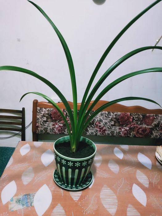 Продам цветок красивый