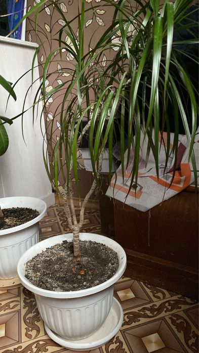 Драцена маргината — Dracaena marginata