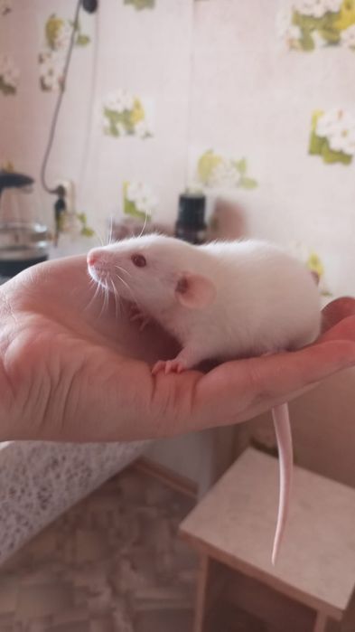 В добрые и волшебные  руки