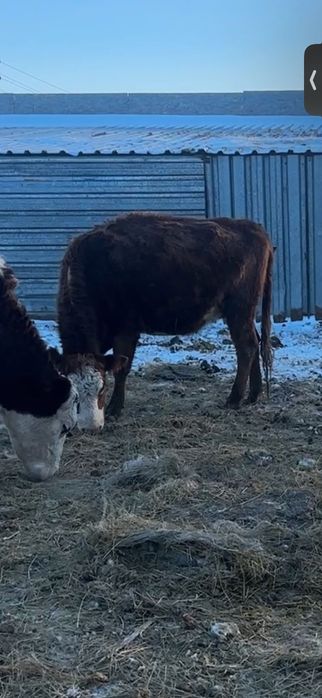 3 Белоголовые тёлки стельные