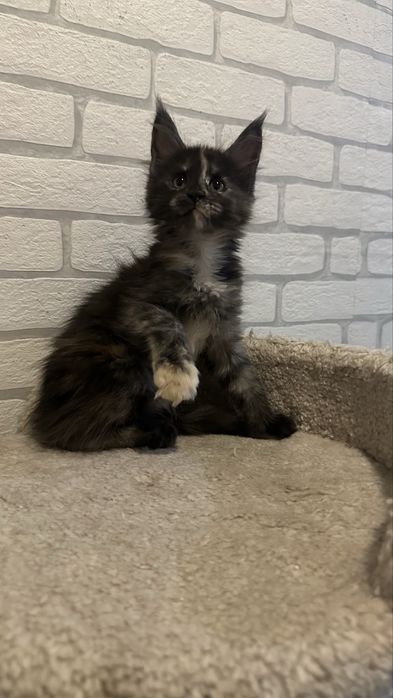 Питомник...котята... Мейн-Кун...