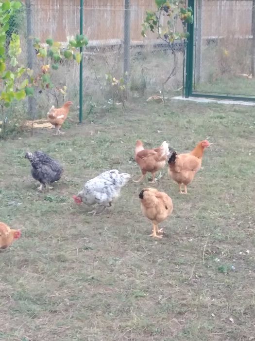 Vand gaini de casa