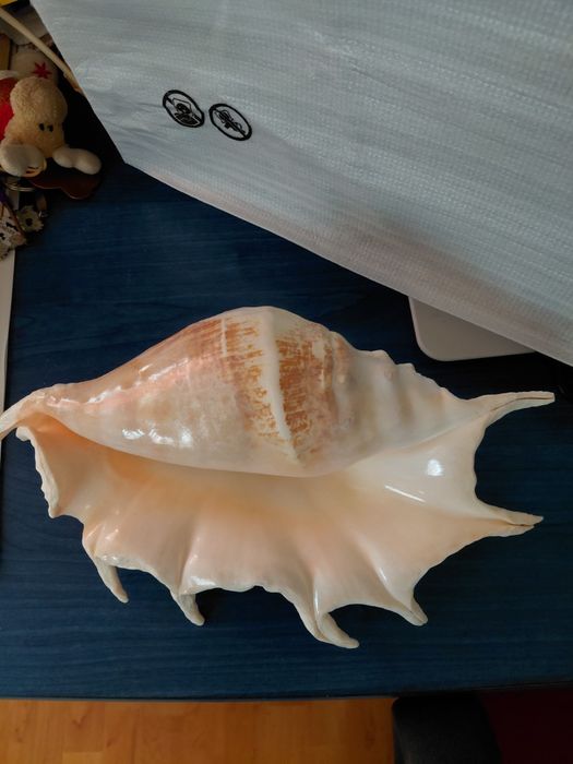 Scoica naturala de dimensiune mare 32 cm in stare perfecta