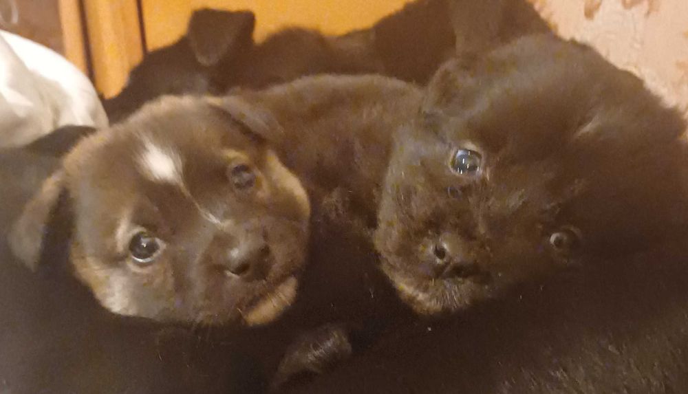 Catei tineri de donat!