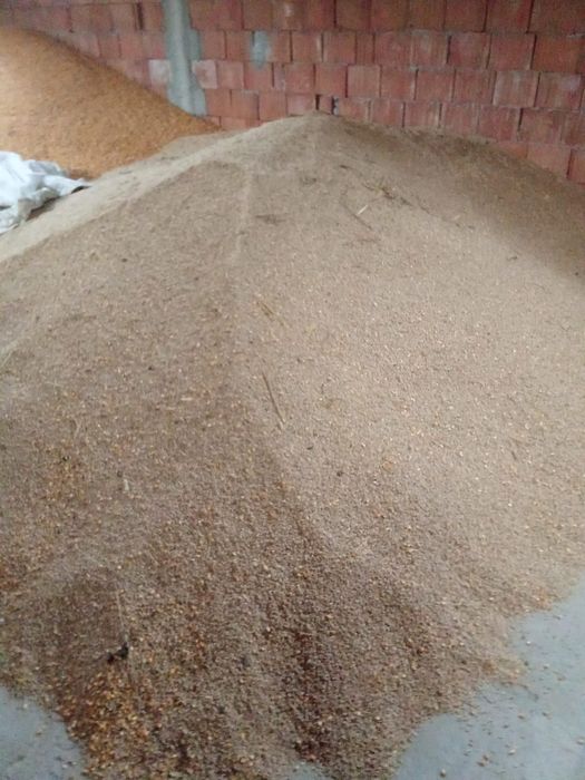 Vând porumb si triticale