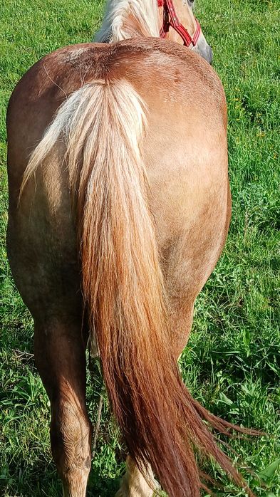 Animale  crescute in gospodarie