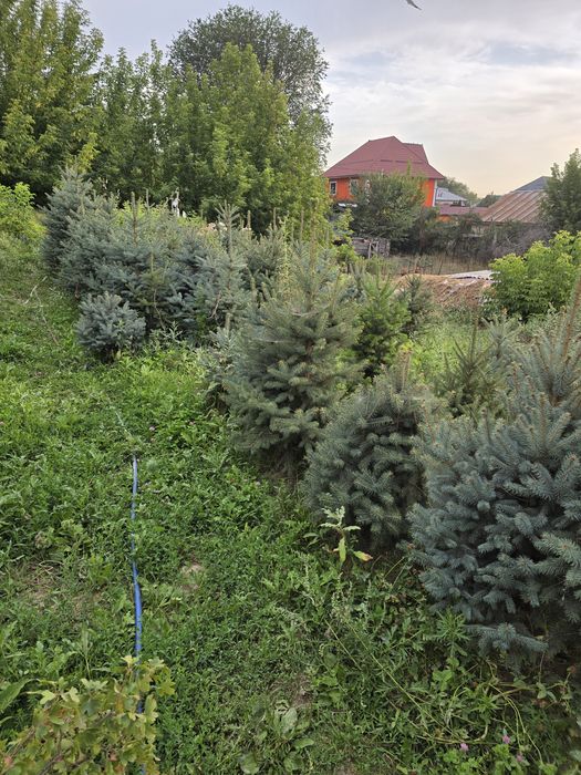 Голубая ель,от 20 000тг.