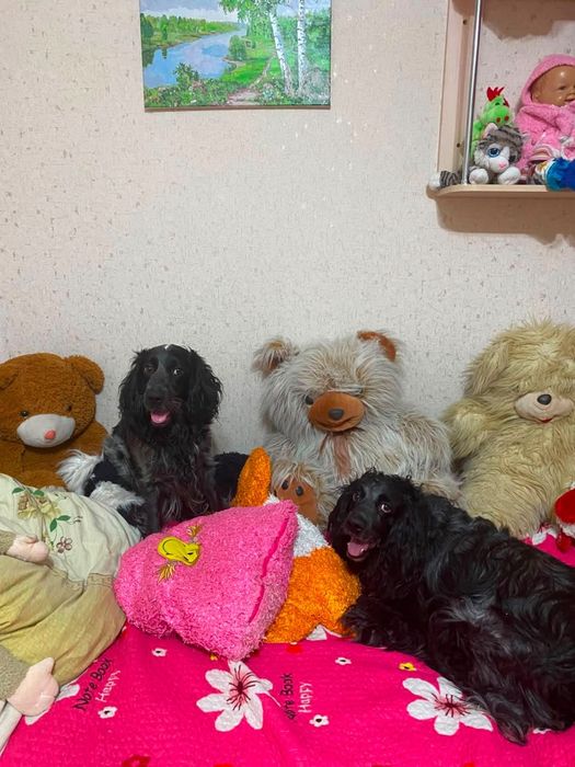 Щенки Русского спаниэля
