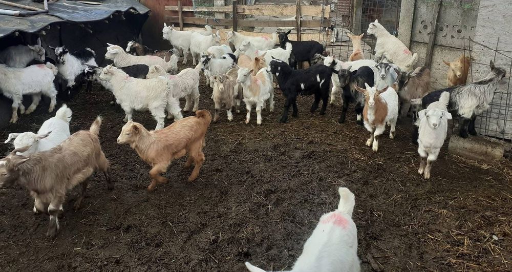 Vând iezi cu greutatea 9-13 kg carcasa