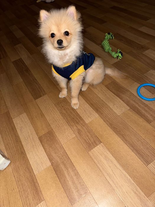 Продавам мъжки померан – 8 месеца