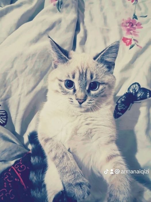 Котенок шотландская прямоухая