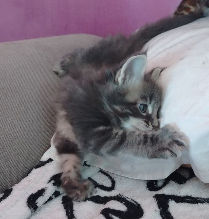 Băiețel Maine Coon