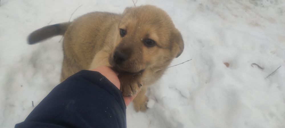 Отдам щенка в хорошие руки