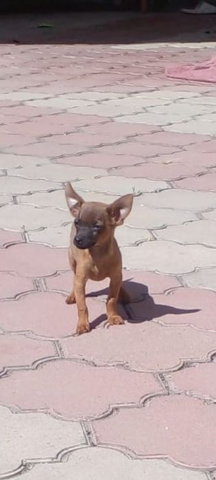 Той терьер щенки