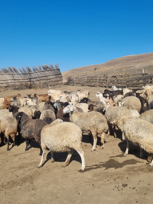 Vând 50 si ceva de oi , si 50 si ceva de capre tot la grămadă,  mai multe detalii in privat!