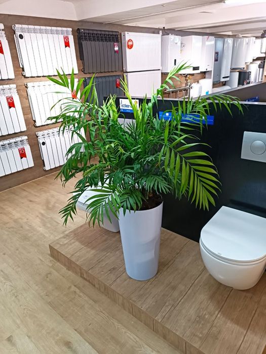 Офисные растения офис учун гуллар