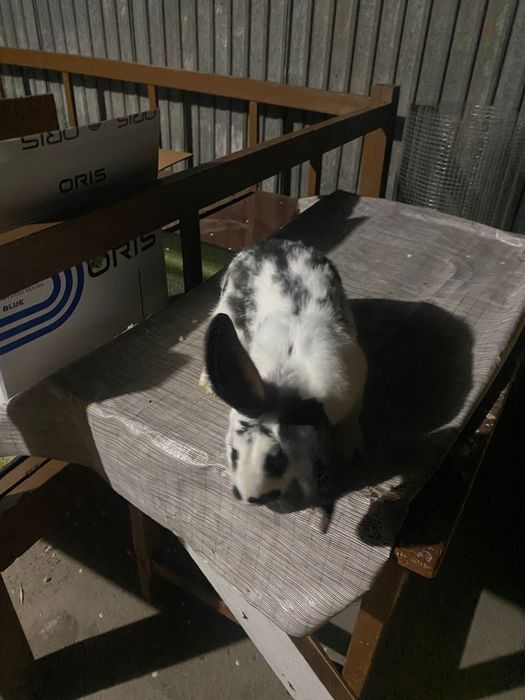 Строкач Самка Чистокровная