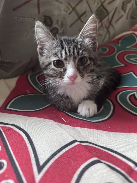 Отдам котёнка в добрые руки