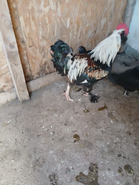 Vănd găini marans