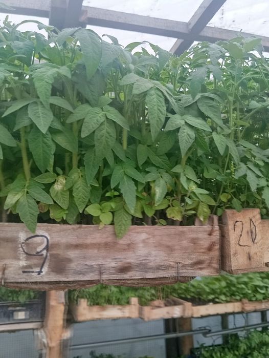Продам рассаду, закалённая