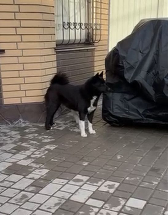 Пропали или украли собак