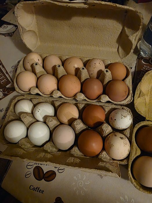 Oua proaspete de la gaini de casa.