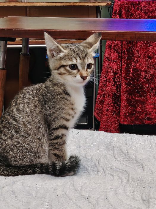 Котята два месяца