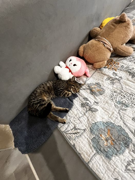 Отдам в добрые руки