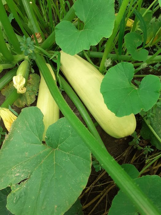 Продаю дачу район Куленовки