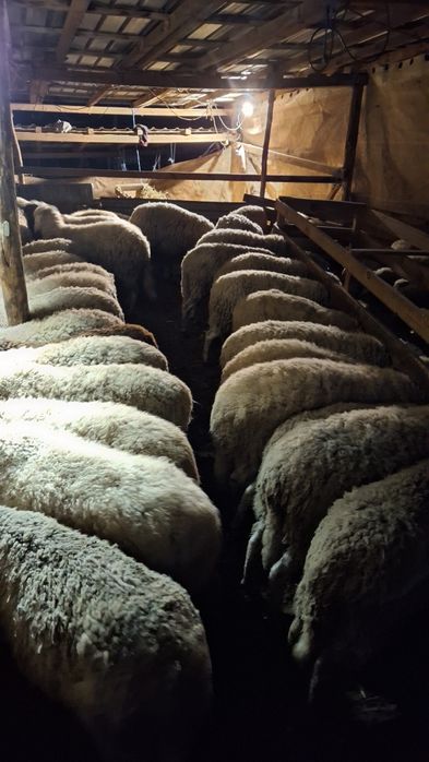 Агнета шилета  кочлета овце