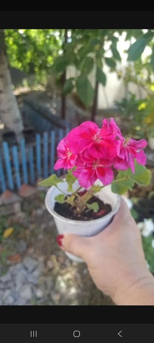 Растения, цветы,саженцы