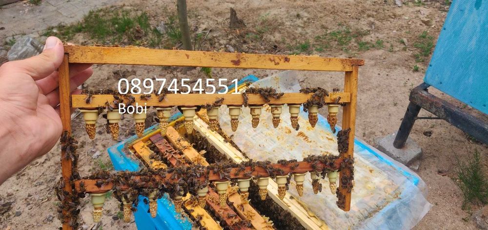 Малки Пчелни Семейства Отводки