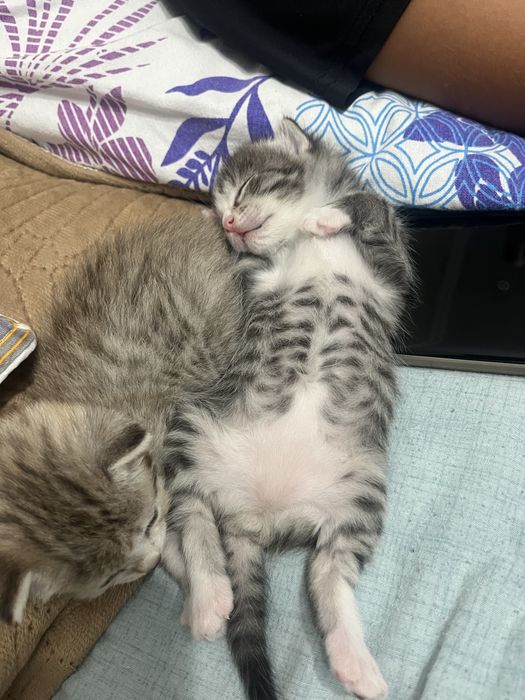 Отдам котят в хорошие руки!