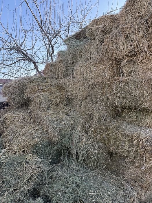 Жоңышқа сатылады