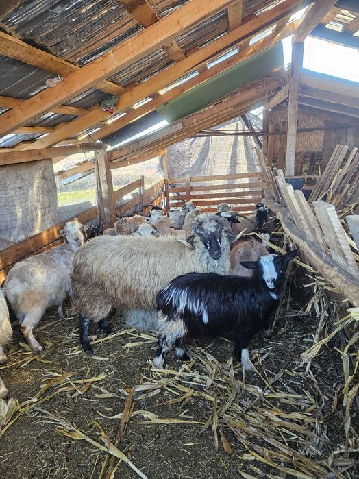 Oi si capre de vanzare